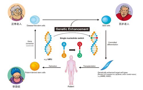 科学家利用基因编辑技术获得遗传增强的优质干细胞