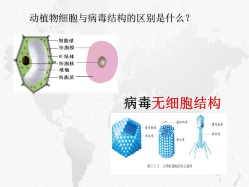 2.3.1 病毒 2023 2024学年七年级生物上册同步精品课堂 济南版 共27张ppt