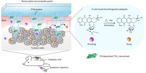 福州大学制备一款简易在小鼠肿瘤内介导生物正交催化的微针装置