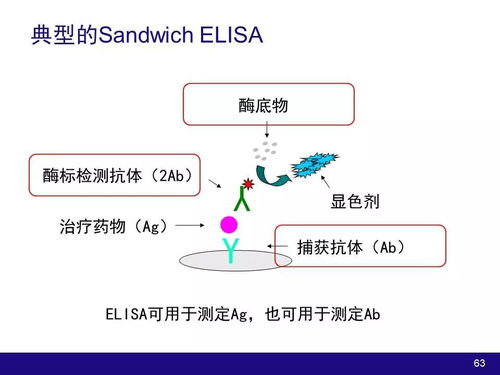 生物技术产品和大分子物质开发过程中的药动学和药效学因素