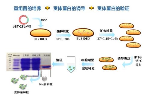 清华大学施汉昌 水中微量污染物与生物传感技术的发展