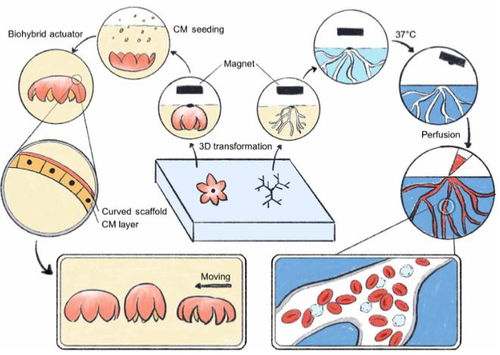 隔空实现体内生物打印 科学家研发磁力辅助生物制造技术,能远程操控3d组织成型